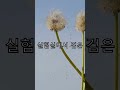 1947년 블랙 달리아 현장의 미스터리 흙🌱 77년간 자란 검은 꽃의 기록