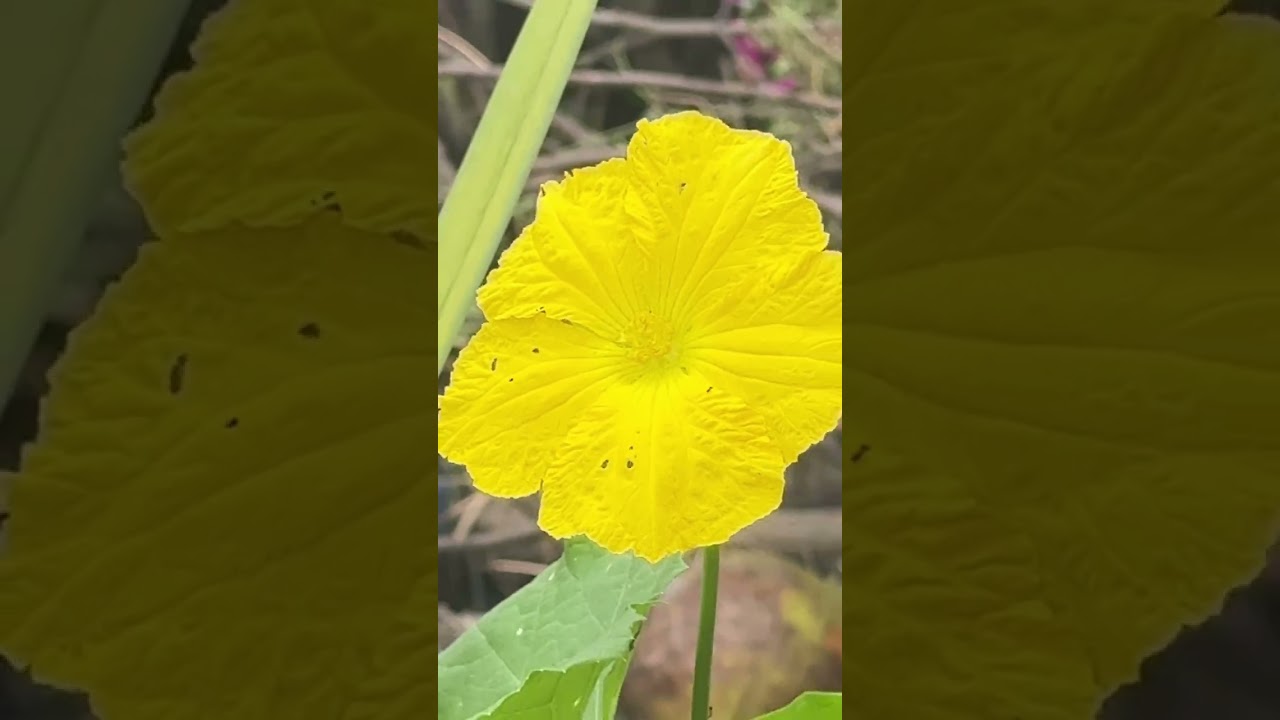 Xuân Xuân Ơi Xuân Đã Về - Nhạc Xuân