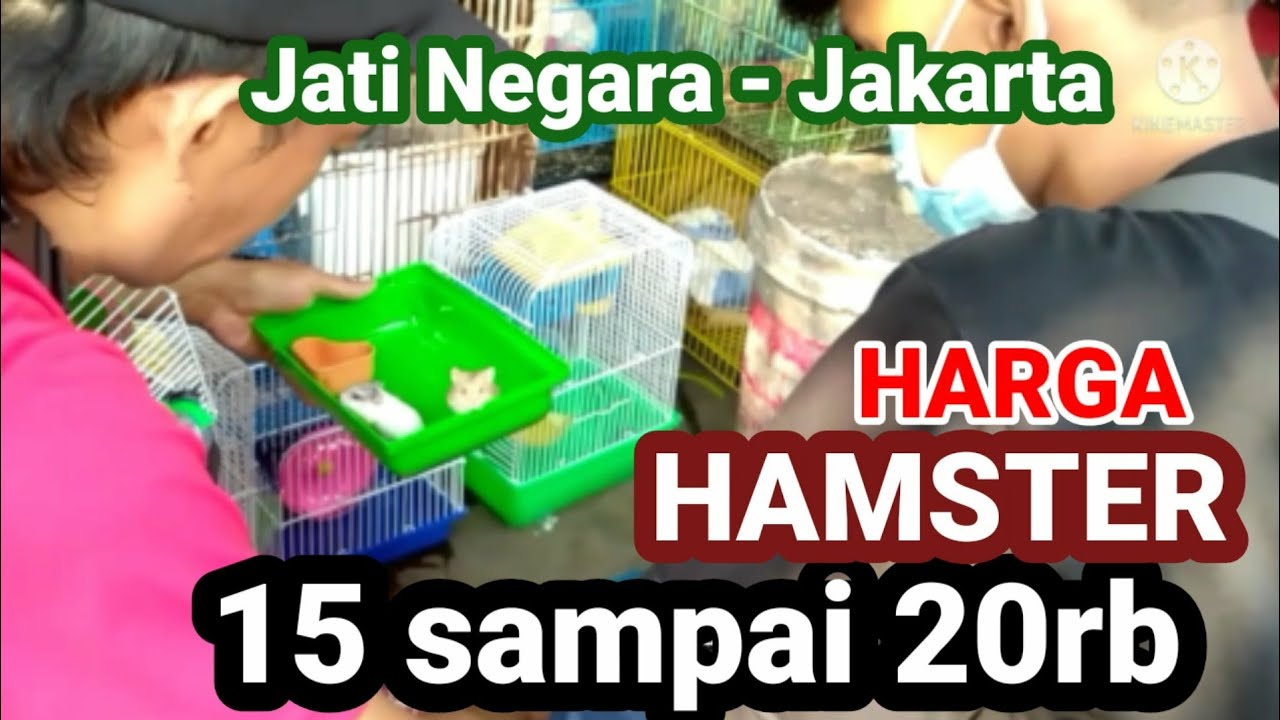 Lagi Rame ‼️ Harga Hamster Murah 15000 - 20 ribuan / ekor Jatinegara - Jakarta