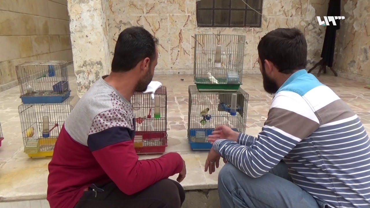 تربية طيور الزينة.. هواية تحولت إلى مهنة لكسب الرزق