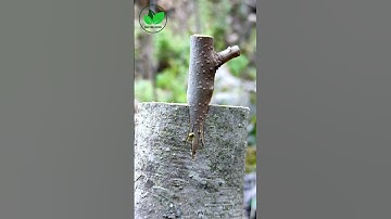 New grafting techniques persimmon tree graft best video #bonsai #satisfying #plants #breeding
