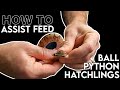 Assist feeding ball python hatchling | How to