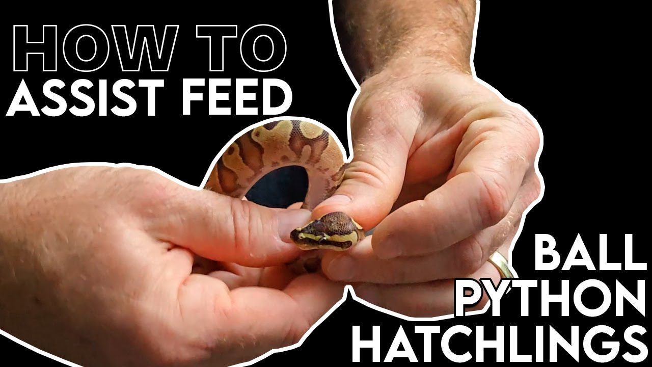 Assist feeding ball python hatchling | How to - YouTube - Feeding Python Chart For Hatchlings