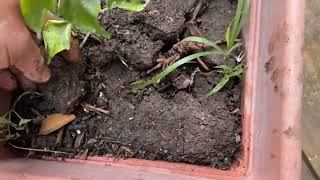 Transplante De Chile Piquin De Monte En Nuestros Contenedores 11012026