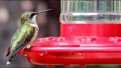 Female Hummingbird Edition: Learn about the Ruby Throated Hummingbird