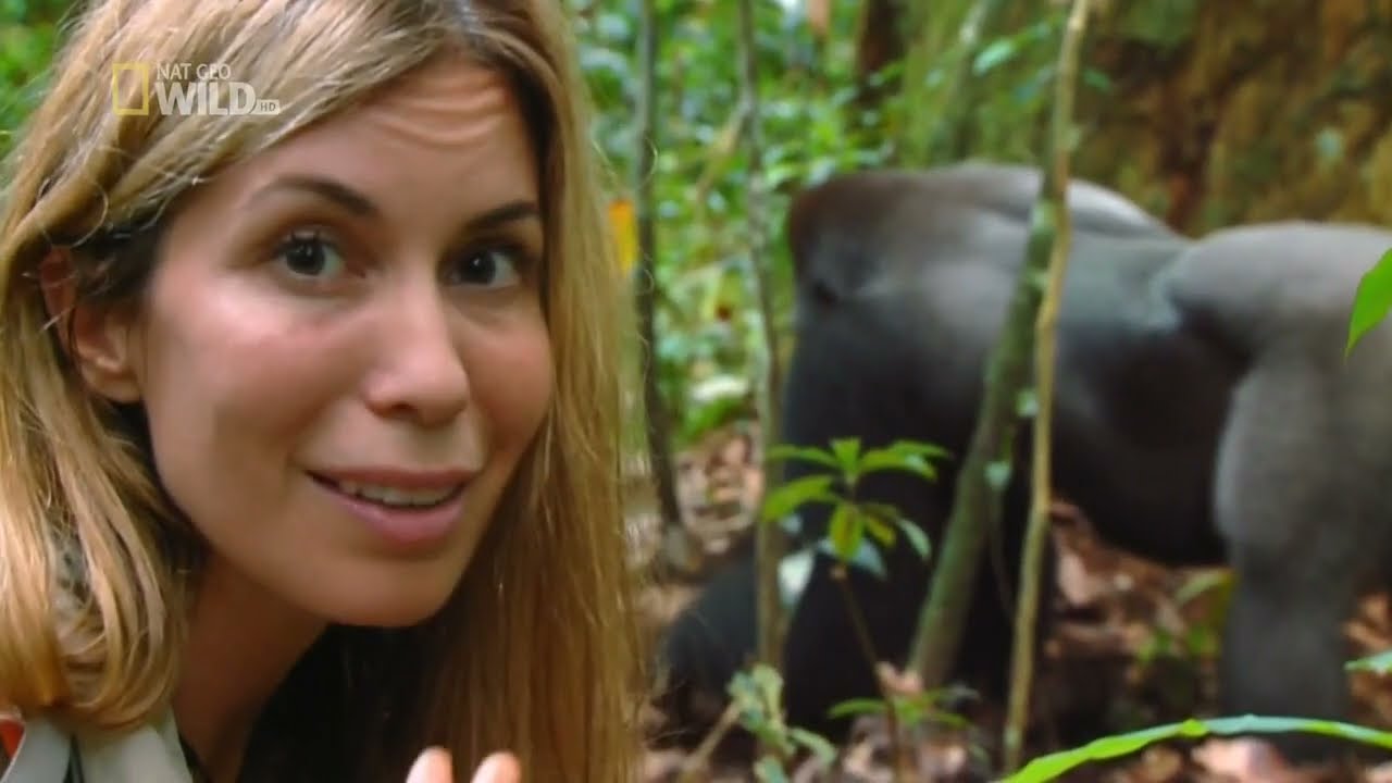 Тайна горилл.