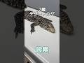 ぐったりして口の中に手を入れても噛まない7歳のテグートカゲが動物病院にやって来た！ thumbnail