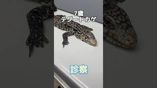 ぐったりして口の中に手を入れても噛まない7歳のテグートカゲが動物病院にやって来た！