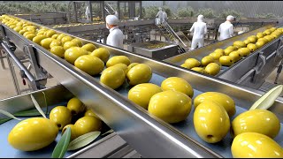Inside A Modern Olive Oil Mill Full Process From Fresh Olives To Bottled Extra Virgin Olive Oil
