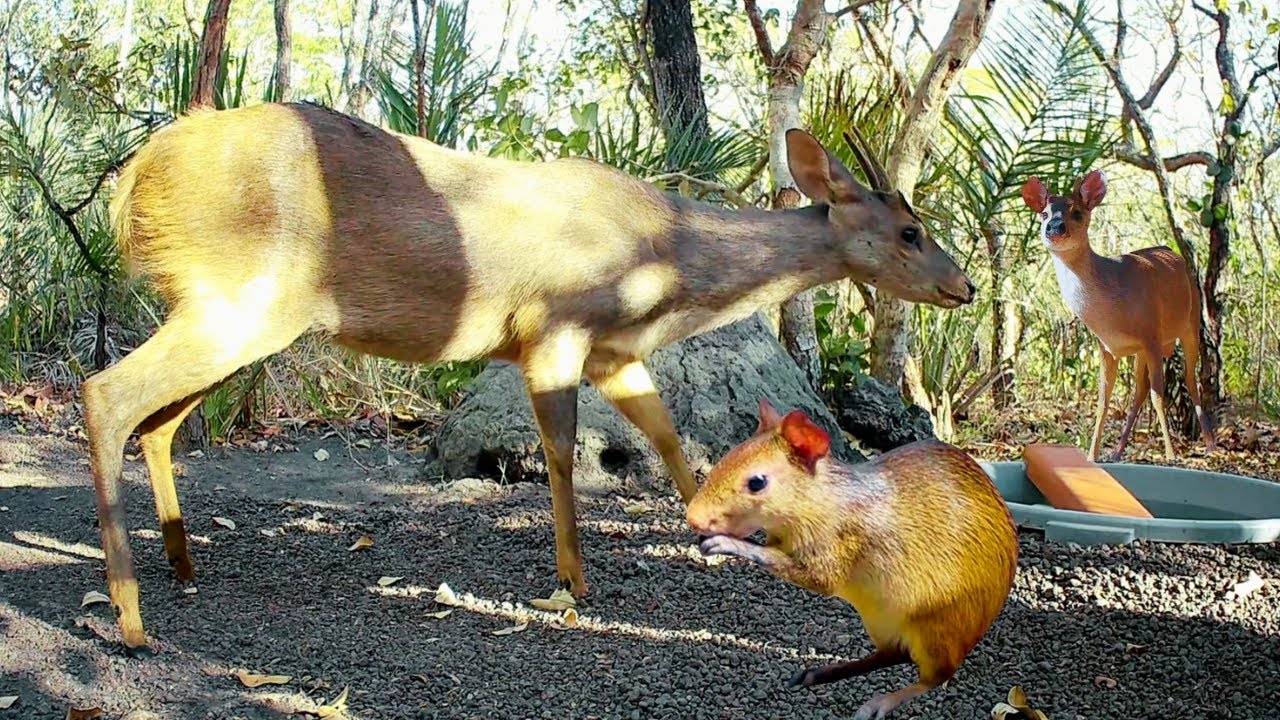 Momentos incríveis dos animais silvestres no bebedouro! Ajudando e aprendendo.