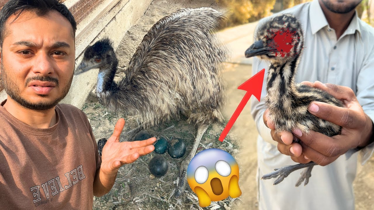 Emu chuza Bechara 🥲eyes ko Kya huwa? Name Kya rakha? 