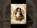 For Pandora's Box...Rest in Peace Baron #pets #loss #dog #shorts