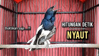 SUARA BURUNG kacer gacor NGEPLONG tarung ini paling ampuh buat PANCINGAN KACER agar EMOSI NYAUT