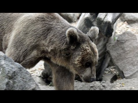 Бурые медведи вышли из спячки в Якутии