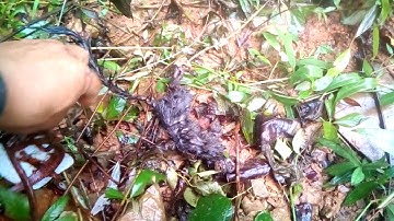 mua gió đi rừng thăm bẫy kết quả được cầy lạ khủng vũ tô văn vũ