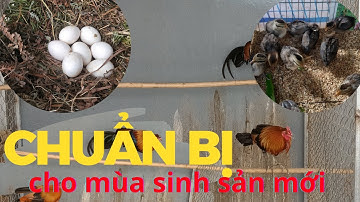 Đàn gà rừng chuẩn bị cho mùa sinh sản mới. #greenforestlife #gàrừng #robert