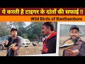 Ranthambore Birds Documentary | Ranthambore National Park | Ranthambore wildlife sanctuary