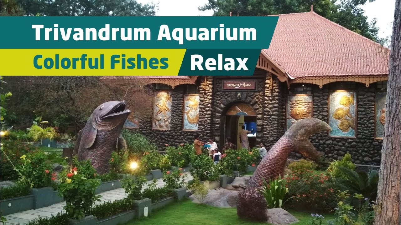 Trivandrum Fish Aquarium Trivandrum Zoo Colorful Fishes Collection