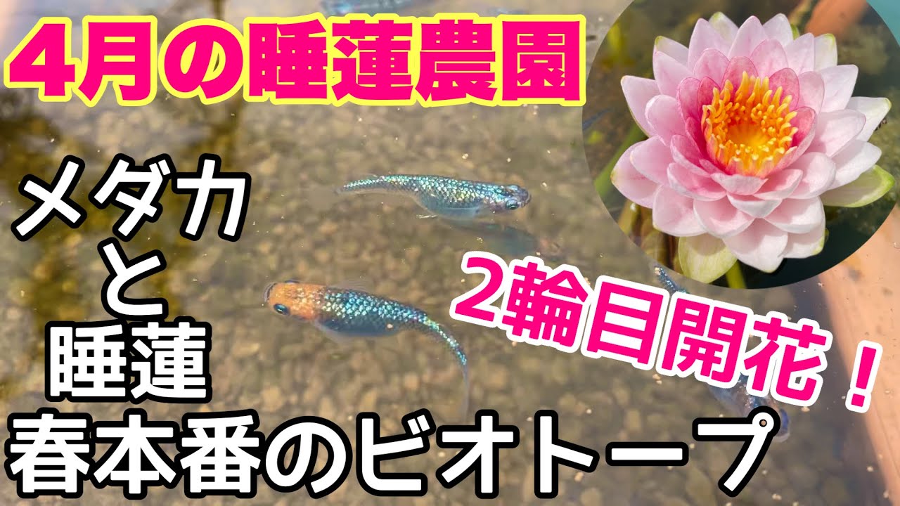 April is the beginning of spring and the number of killifish eggs