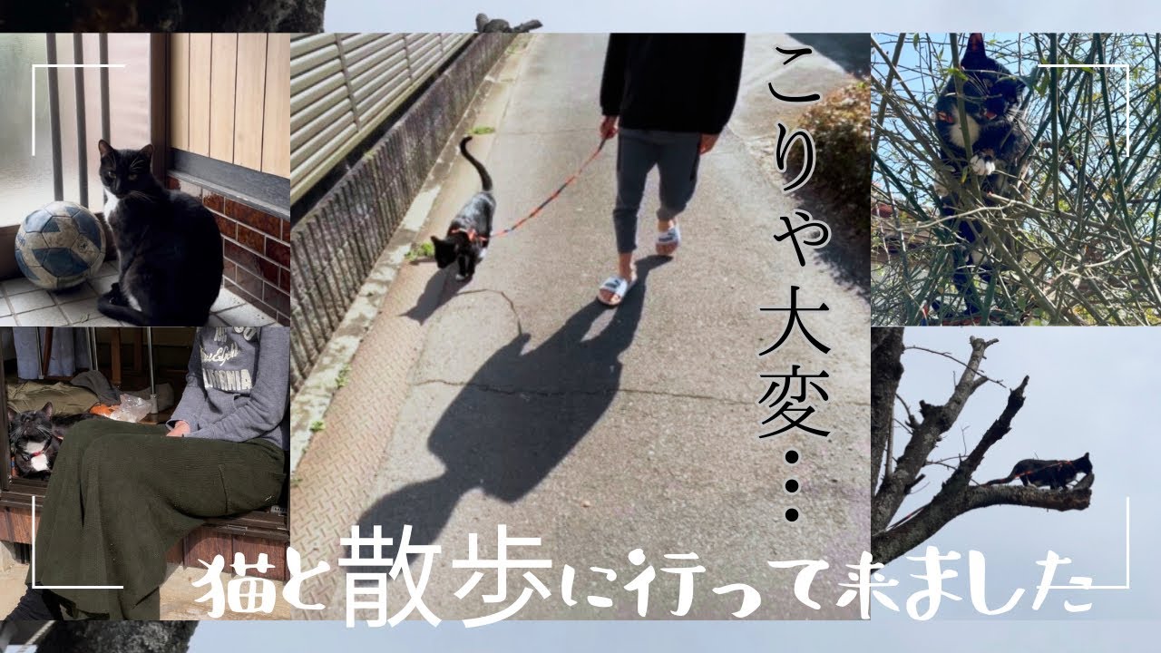 Reasons Why Walking is Not Recommended for Cats/ DAILY LIFE IN JAPAN