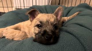 Cairn Terrier Puppy Dog Gets The Hiccups