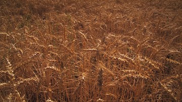 Tilting shot of golden wheat field and mountain.