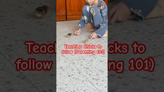 Teaching chicks to follow (Parenting 101) #haha #lol #chicks #chicken #baby #fyp #shorts #cute