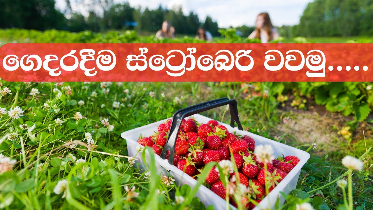 Strawberry Sri Lanka Strawberry cultivation at hometravelwithudeshi