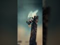 Day = 09 Try this Creative Photography with your phone 💡📱 Easy Trick #youtubeshorts #photography