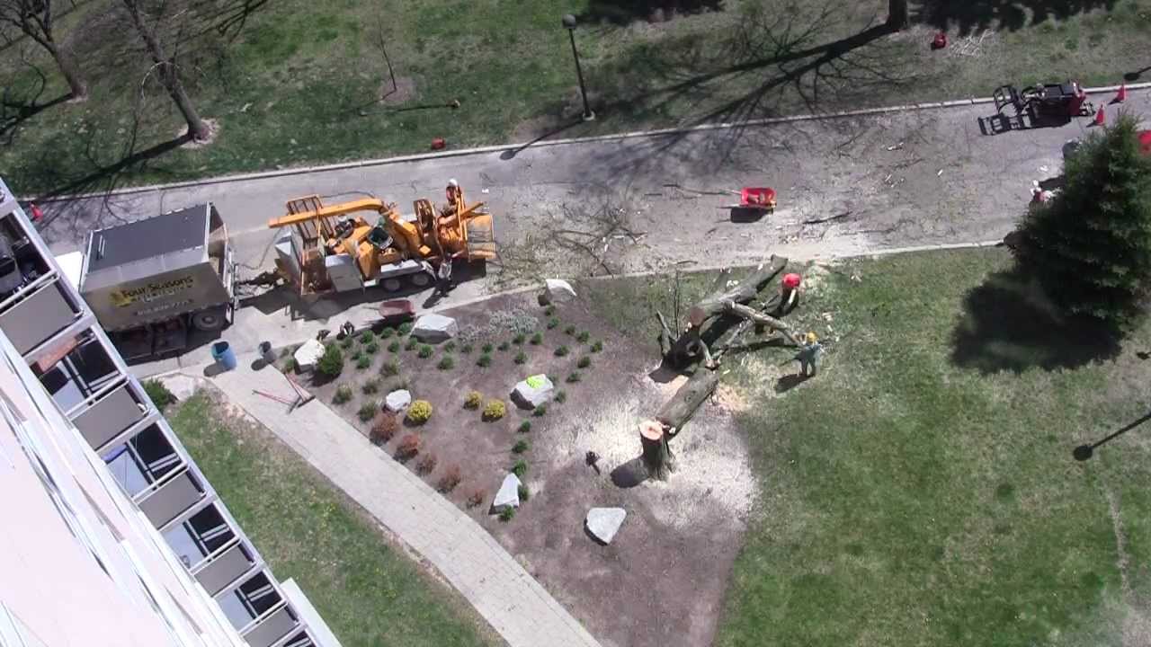 Tree Removal Time Lapse - YouTube