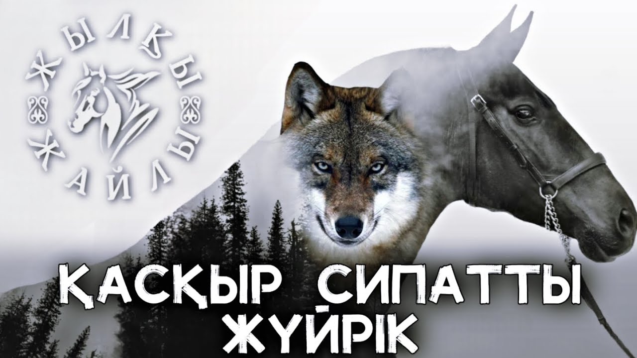 ҚАСҚЫР-ЖҮЙРІКТІҢ СЫРТҚЫ ДЕНЕ БІТІМІ ҚАНДАЙ БОЛАДЫ❓