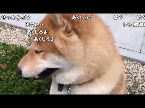 全てを悟った野獣先輩に似てる犬bb 使用例 Youtube