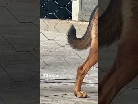 Kurt kırması Ateş 🔥 dog wolf number one #doberman #kangal #dog #dogs #labrador #wolf #viralshort