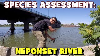 What An Unexpectedly Crabby Day... Species Assessment Neponset River