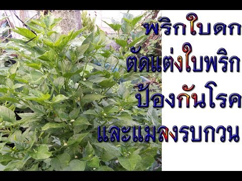 ตัดแต่งใบพริกกันโรค