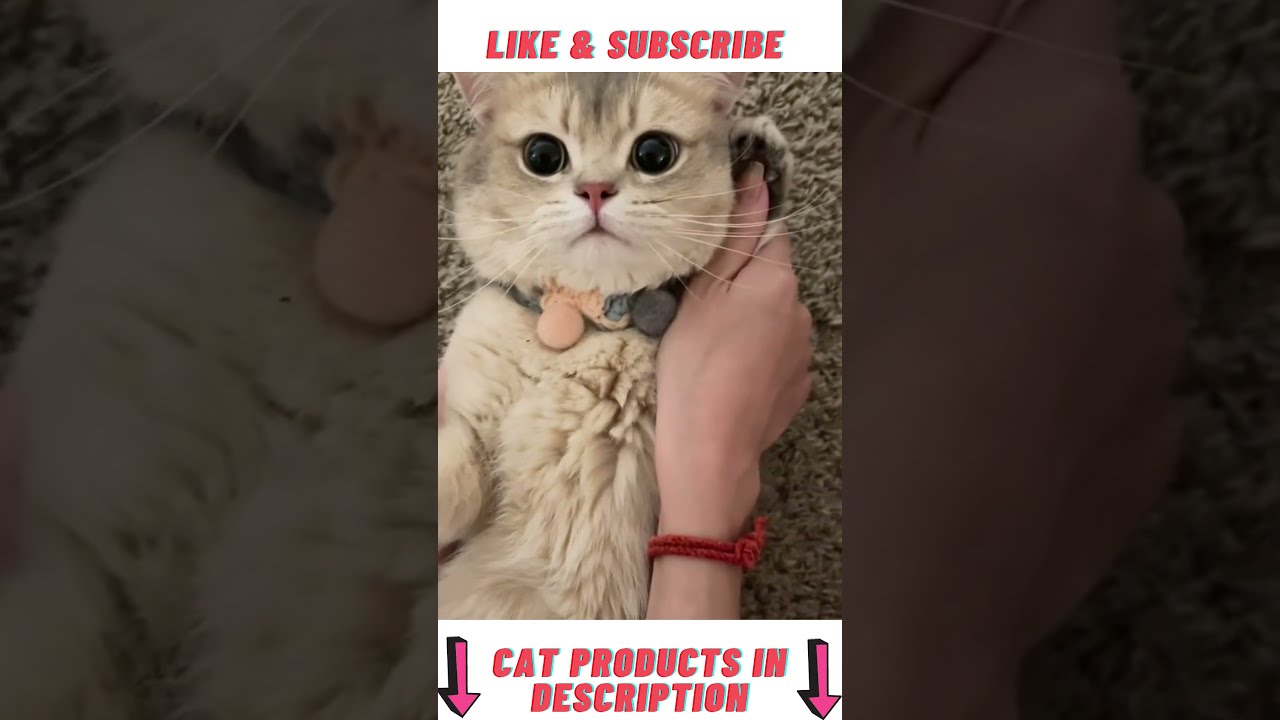 Funny Cat Making a Phone Call 😹 😹 😹