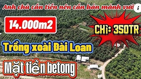 Bị Bạn Thân Lừa Tiền !! Buộc Phải Bán Đất Giá Rẻ Để Trả Nợ Gấp 1,4 heta Giá Chỉ 350 Triệu 1 xào ngộp