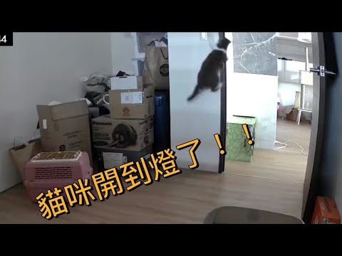 貓咪會自己開燈了！ Cat turns on the light by himself.