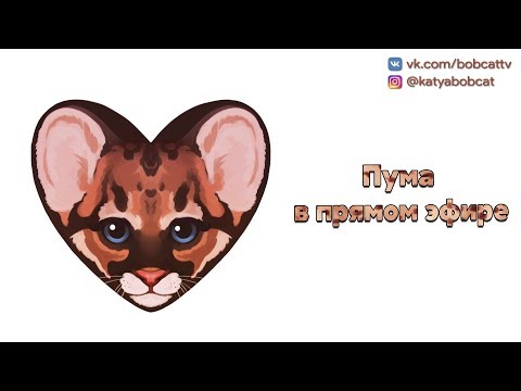 Пума в прямом эфире! / Стрим от 30 ноября 2017 г. - Пума в прямом эфире! / Стрим от 30 ноября 2017 г.