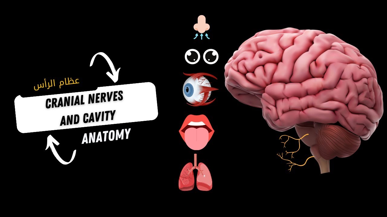 اسهل طريقة لدراسة اعصاب الدماغ - Cranial Nerves And Cavity