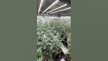 How long would you veg in 10x10 grow tents ? 2 wks 3 gallon pots! #gardeningtips #growtent #farming