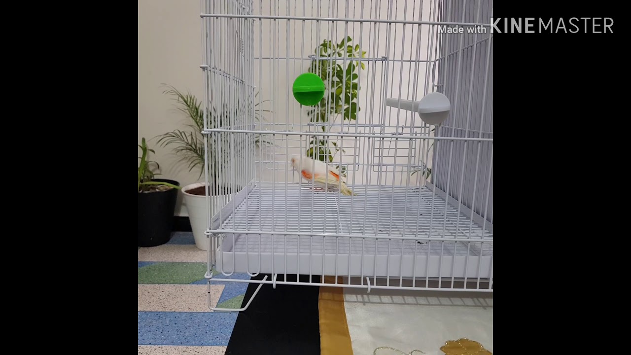 علاج فعال للزكام ونزلة البرد عند طائر الكناري والحسون