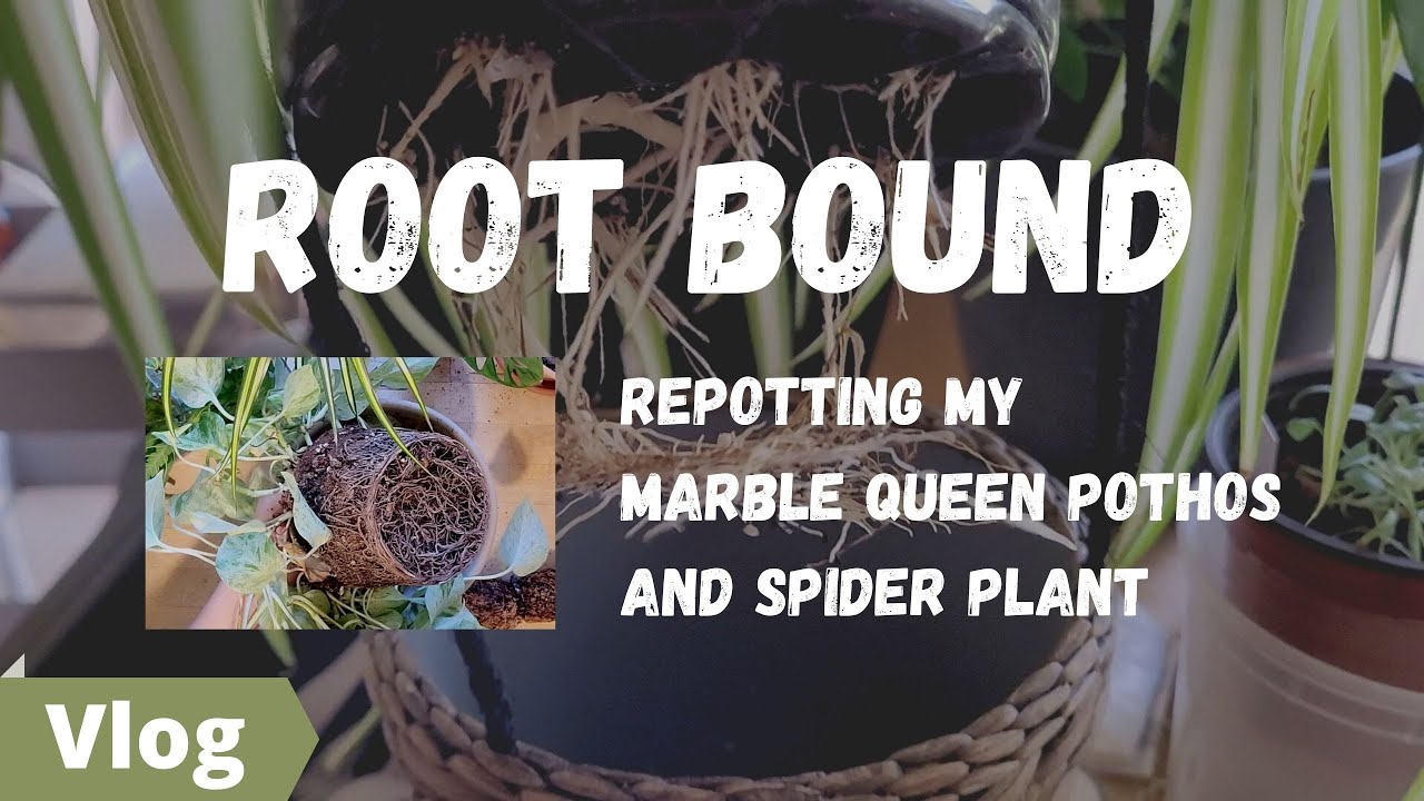 HOUSEPLANT VLOG | Repotting my root bound marble queen Pothos and ...