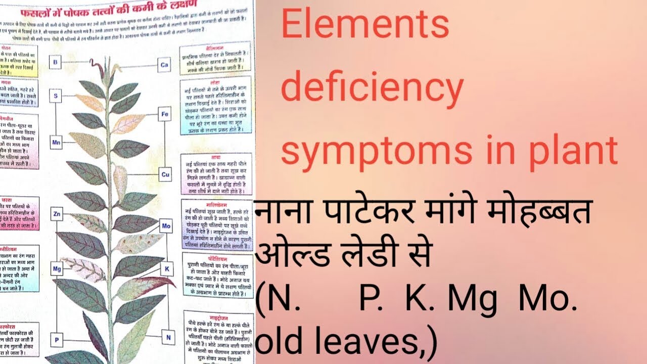 Plant Deficiencies Chart