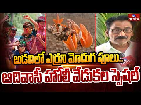 అడవిలో ఎర్రని మోదుగ పూలు..ఆదివాసీ హోలీ వేడుకల స్పెషల్ | Moduga flowers for Holi | hmtv - HMTVNEWS