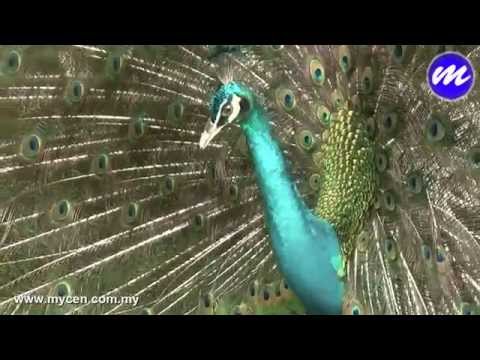Panasonic HDC-TM300 HD Camcorder at KL Bird Park