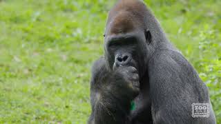 Gorilla Egg Hunts at Zoo Atlanta
