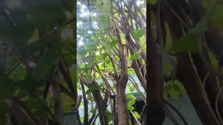 Under These Bougainvilleas