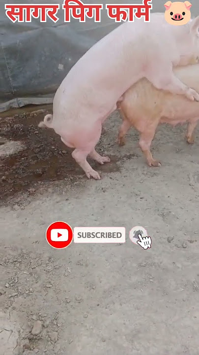 The Disturbing Sex Life of Pigs