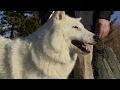 Animal Class: Arctic Wolf